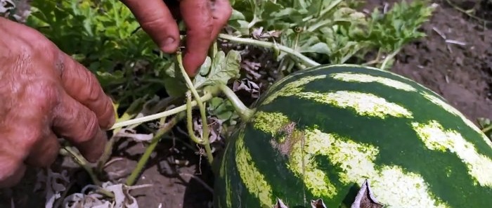 How to 100% choose the perfect watermelon - advice from an agronomist who knows his business