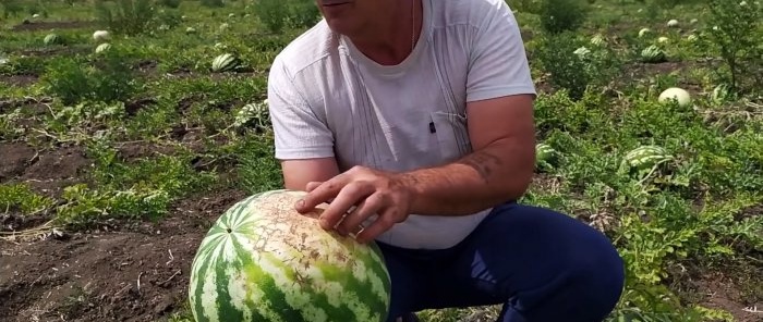 How to 100% choose the perfect watermelon - advice from an agronomist who knows his business