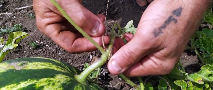 How to 100% choose the perfect watermelon - advice from an agronomist who knows his business