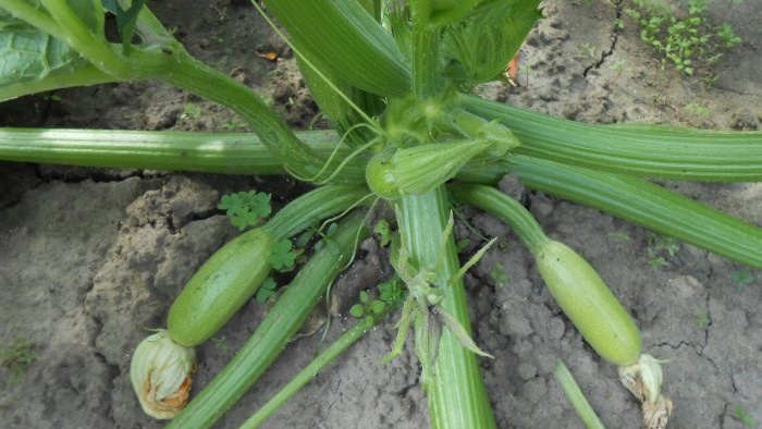 Three reasons for the decline in zucchini yields