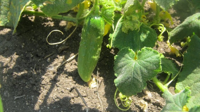 Barren flowers on cucumbers 6 main reasons and how to deal with them