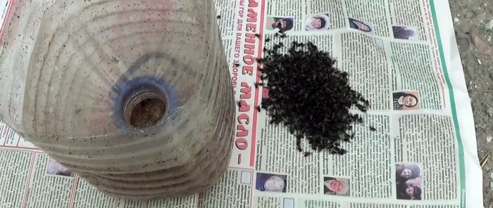 You will forget about flies if you make this flytrap from a PET bottle in 5 minutes