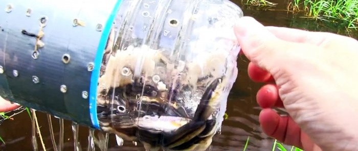 How to make a catchable fish trap from a PET bottle