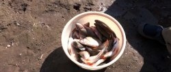 How to clean a bucket of fish in 15 minutes