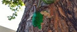 How to make a summer graft on the trunk of an old tree