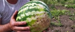 How to choose the perfect watermelon with 100% probability, advice from an agronomist who knows his business