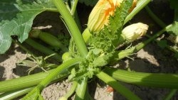 Three reasons for the decline in zucchini yields