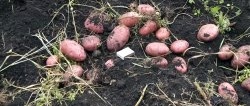 Potatoes come out on their own: a simple potato digger for a walk-behind tractor that is easy to repeat