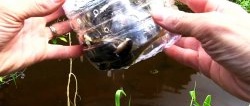 How to make a catchable fish trap from a PET bottle