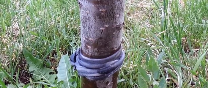 A cheap way to fight ants and aphids on trees