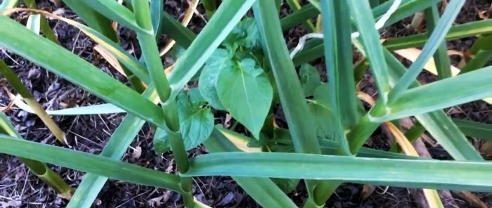 I grow garlic as big as a fist and share my secret