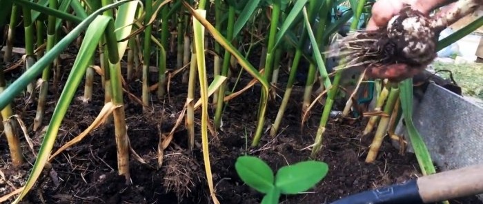 I grow garlic as big as a fist and share my secret