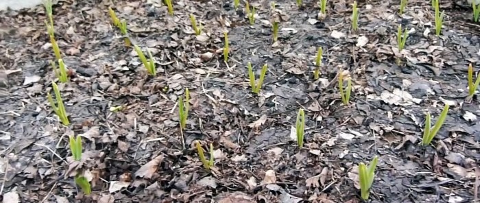 I grow garlic as big as a fist and share my secret