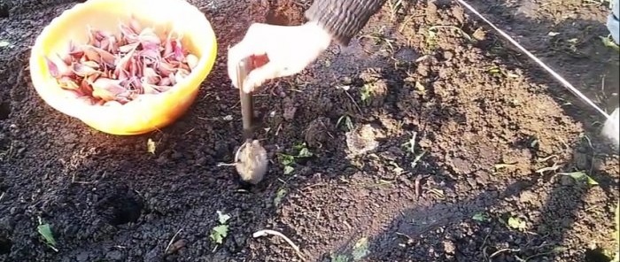 How and when to plant garlic in winter for a big harvest