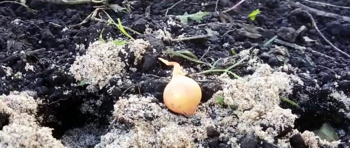 How to plant onions before winter to get a record harvest