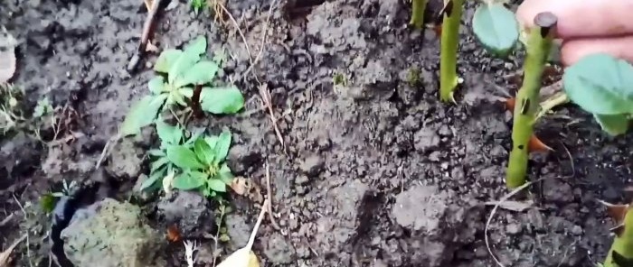 How to cut roses in large quantities in the fall A method for the lazy