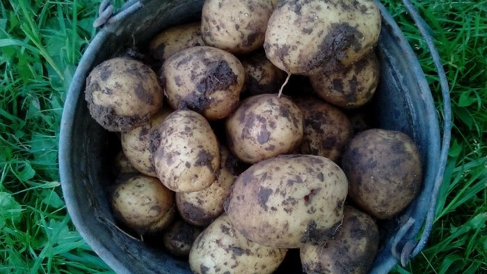 How to get an early potato harvest