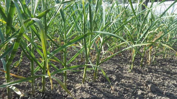 Timing for planting garlic before winter