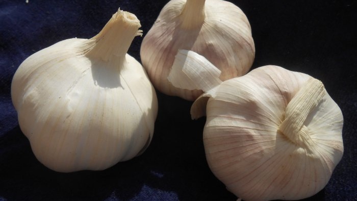 Timing for planting garlic before winter