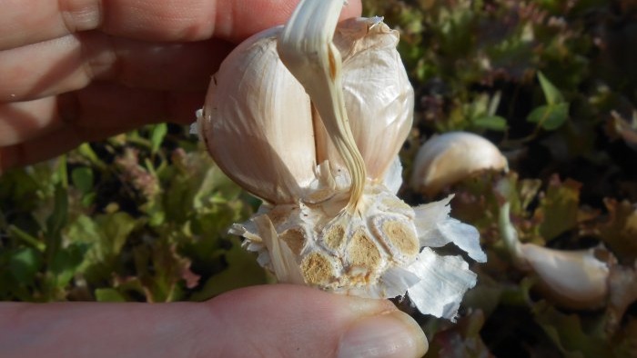 Timing for planting garlic before winter