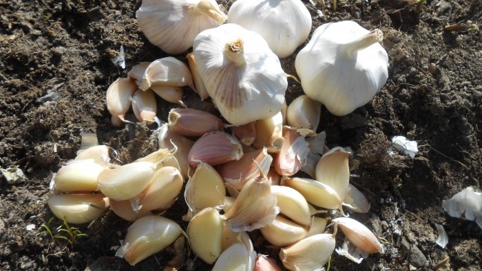 Timing for planting garlic before winter