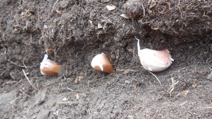 Timing for planting garlic before winter