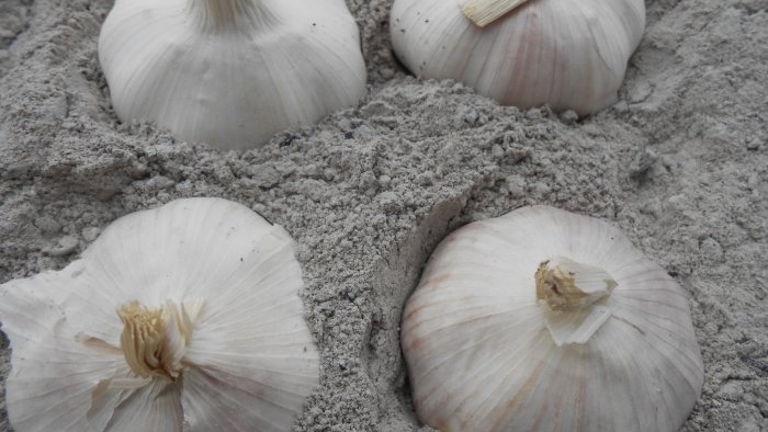 Storing garlic in ash in cold and warm ways