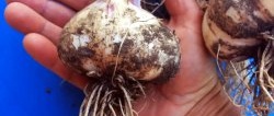 I grow garlic the size of my fist, it grows on its own, diseases don’t attack it, I’m sharing the secret