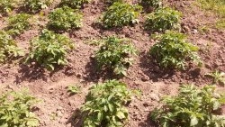 How to get an early potato harvest