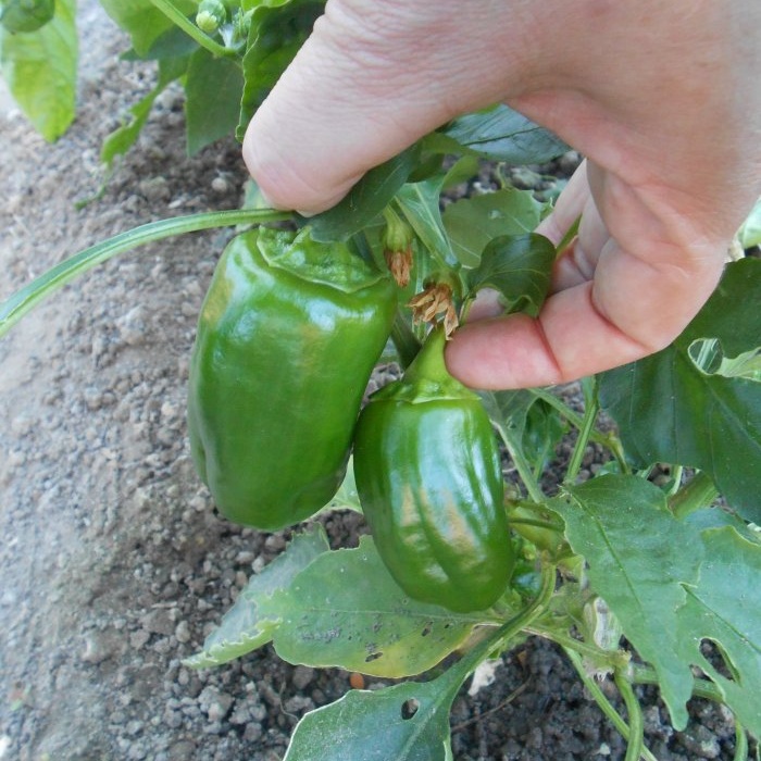 Means available to everyone for feeding sweet peppers