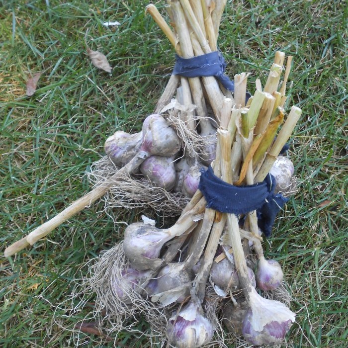 High-quality planting material for obtaining a bountiful harvest of winter garlic