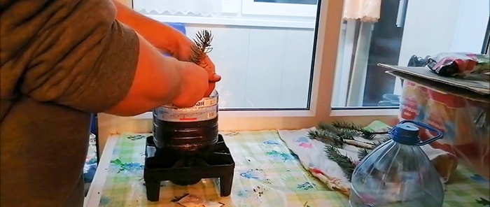 How to root a blue spruce cutting into a seedling with 100% success