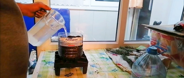 How to root a blue spruce cutting into a seedling with 100% success