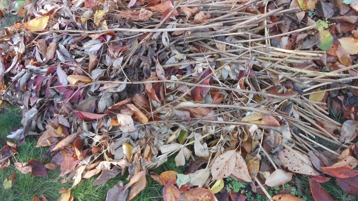 Proper sanitary pruning of the garden and why it is useful to do it in the fall