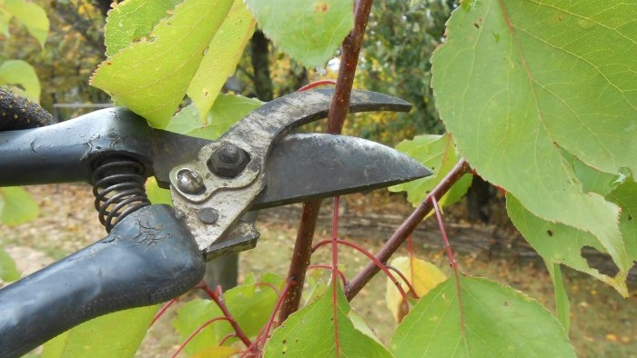 Proper sanitary pruning of the garden and why it is useful to do it in the fall