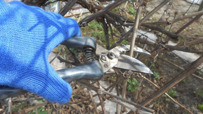 Proper sanitary pruning of the garden and why it is useful to do it in the fall