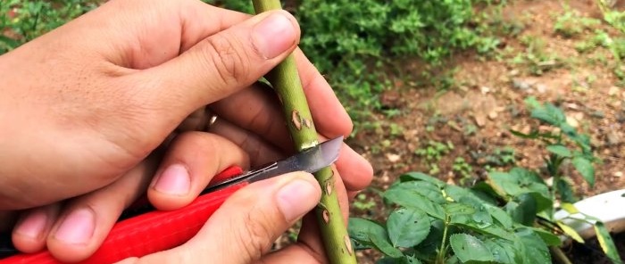 How to form rose layerings with strong roots in a new way in just 1 month