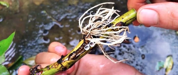 How to form rose layerings with strong roots in a new way in just 1 month