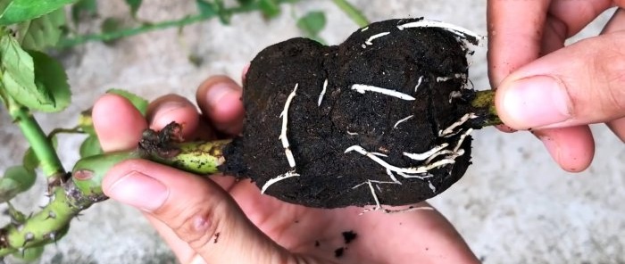 How to form rose layerings with strong roots in a new way in just 1 month