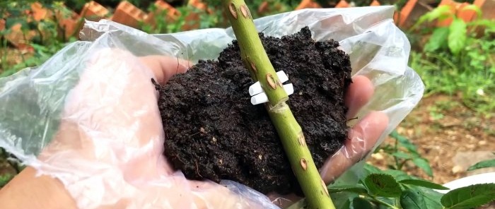 How to form rose layerings with strong roots in a new way in just 1 month