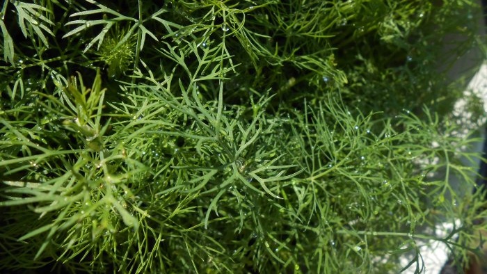 How to grow dill at home