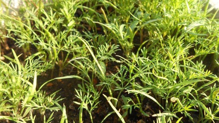 How to grow dill at home