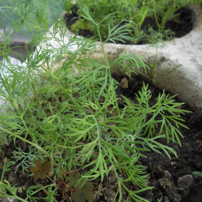 How to grow dill at home