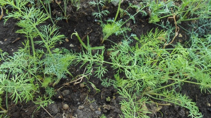 How to grow dill at home