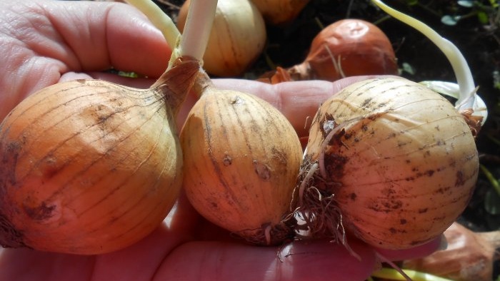 How to quickly grow onions on a windowsill - personal experience