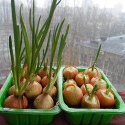 How to quickly grow onions on a windowsill: personal experience