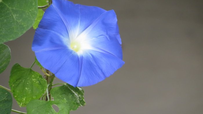 10 Weeds with Amazing Properties - Field Bindweed