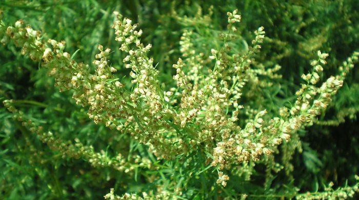 10 Weeds with Amazing Properties - Wormwood