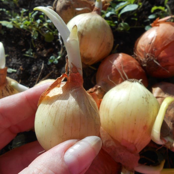 All the secrets of quickly growing green onions on the windowsill - Replacing the bulbs with new ones