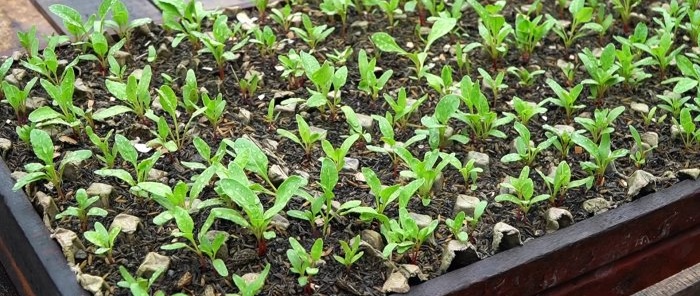 How to use PET bottles to grow a supply of spinach for the whole year in a month and a half